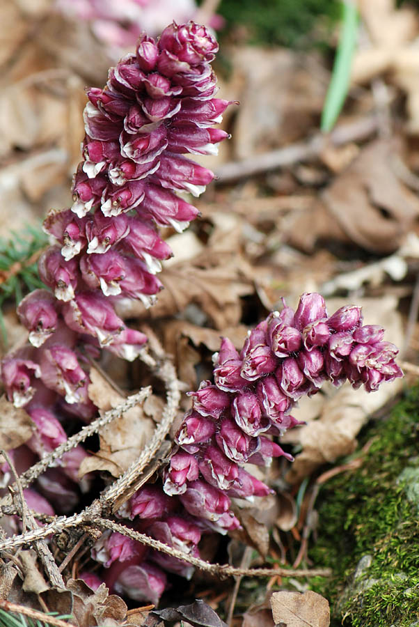 Lathraea squamaria